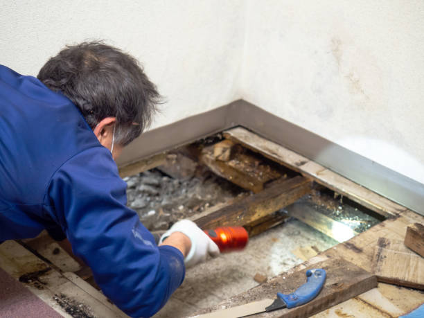 Best Insurance-Related Mold Remediation in Roselle, NJ