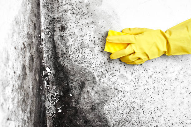 Professional Mold Remediation in Roselle, NJ