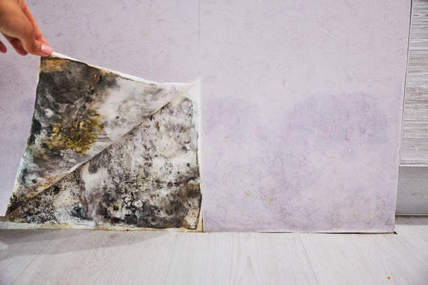 Best Mold Remediation for Schools in Roselle, NJ